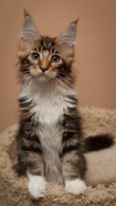 04f727a4ba26a8fbbfaec7760faee786--maine-coon-kittens-tabby-cats