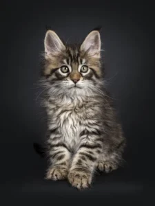 very-cute-black-tabby-maine-coon-cat-kitten-sitting-straight-up-facing-front-looking-camera-isolated-background-amazing-151438861